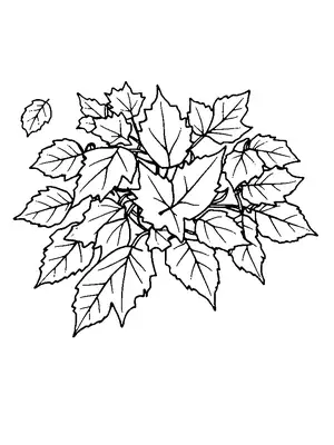 Autumn Leaves