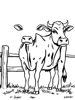 Farm Animals
