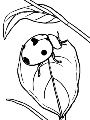 Bugs and Insects